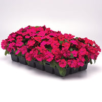 Impatiens Solarscape Magenta Bliss F1 Seed