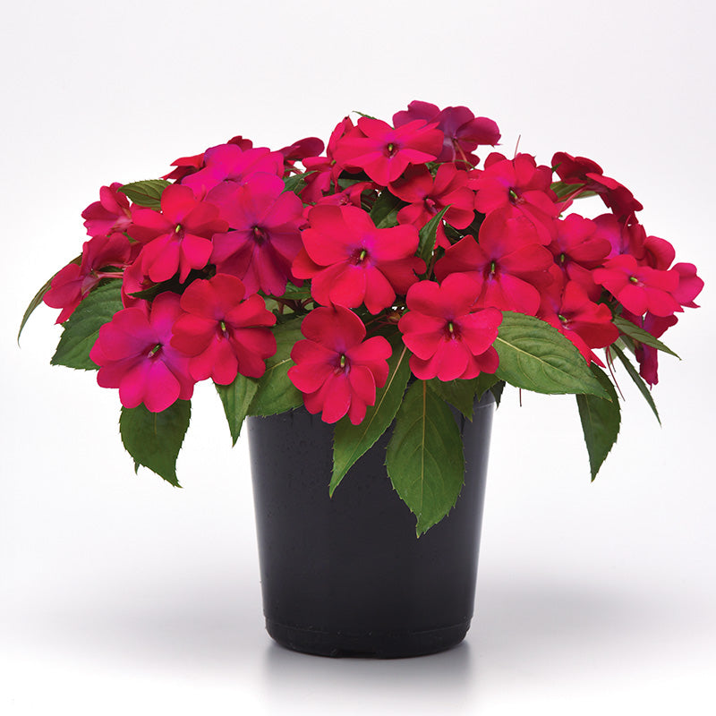 Impatiens Solarscape Magenta Bliss F1 Seed