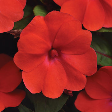 Impatiens Solarscape Orange Burst F1 Seed