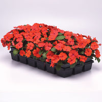 Impatiens Solarscape Orange Burst F1 Seed