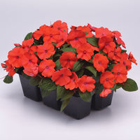 Impatiens Solarscape Orange Burst F1 Seed