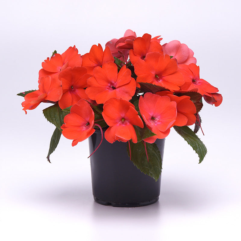 Impatiens Solarscape Orange Burst F1 Seed