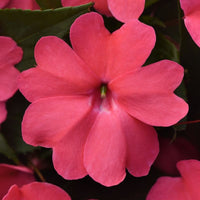 Impatiens Solarscape Xl Salmon Glow F1 Seed