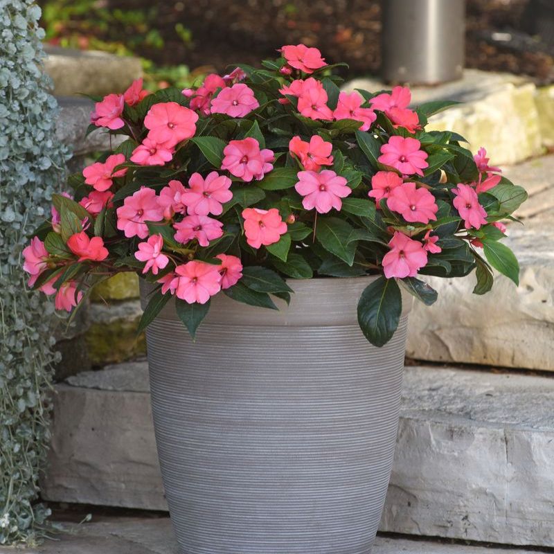 Impatiens Solarscape Xl Salmon Glow F1 Seed