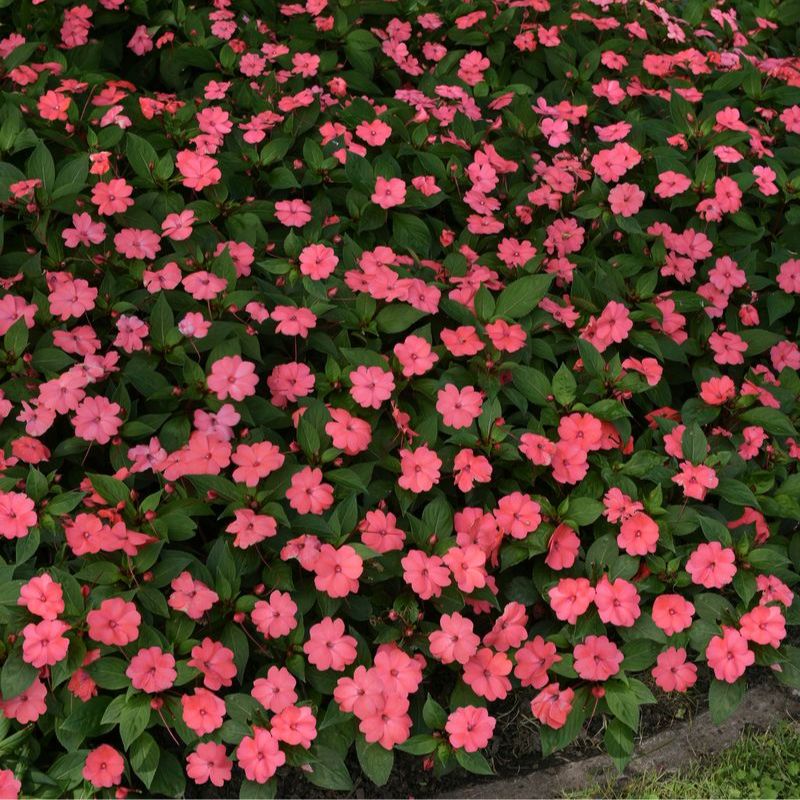 Impatiens Solarscape Xl Salmon Glow F1 Seed