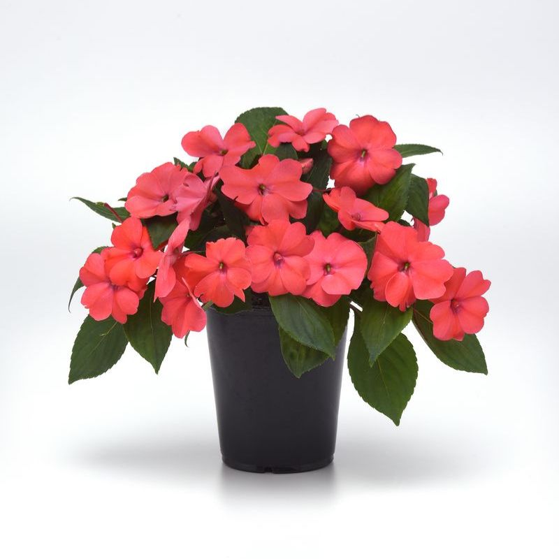 Impatiens Solarscape Xl Salmon Glow F1 Seed