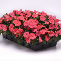 Impatiens Solarscape Xl Salmon Glow F1 Seed