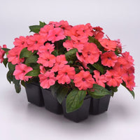 Impatiens Solarscape Xl Salmon Glow F1 Seed