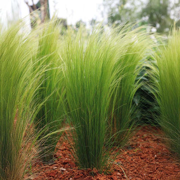 Stipa Pony Tails Seed