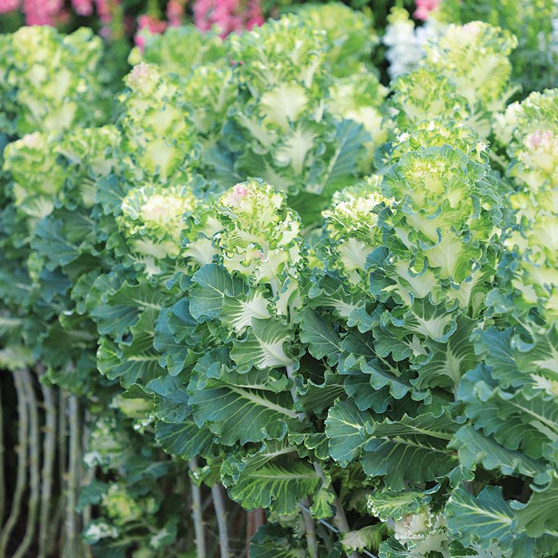 Ornamental Kale Crane Ruffle Bicolor F1 Seed