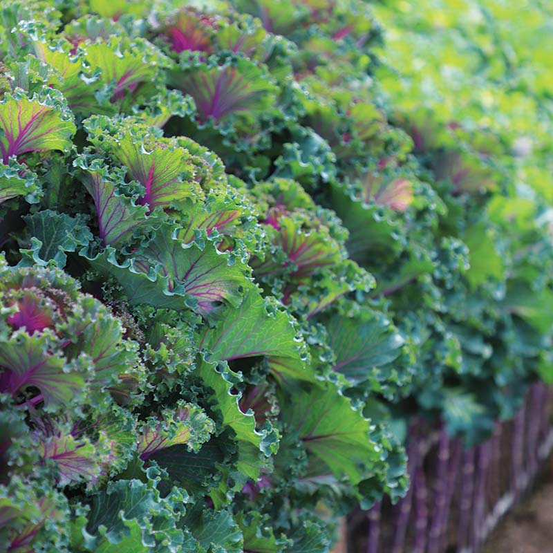 Ornamental Kale Crane Ruffle Red F1 Seed