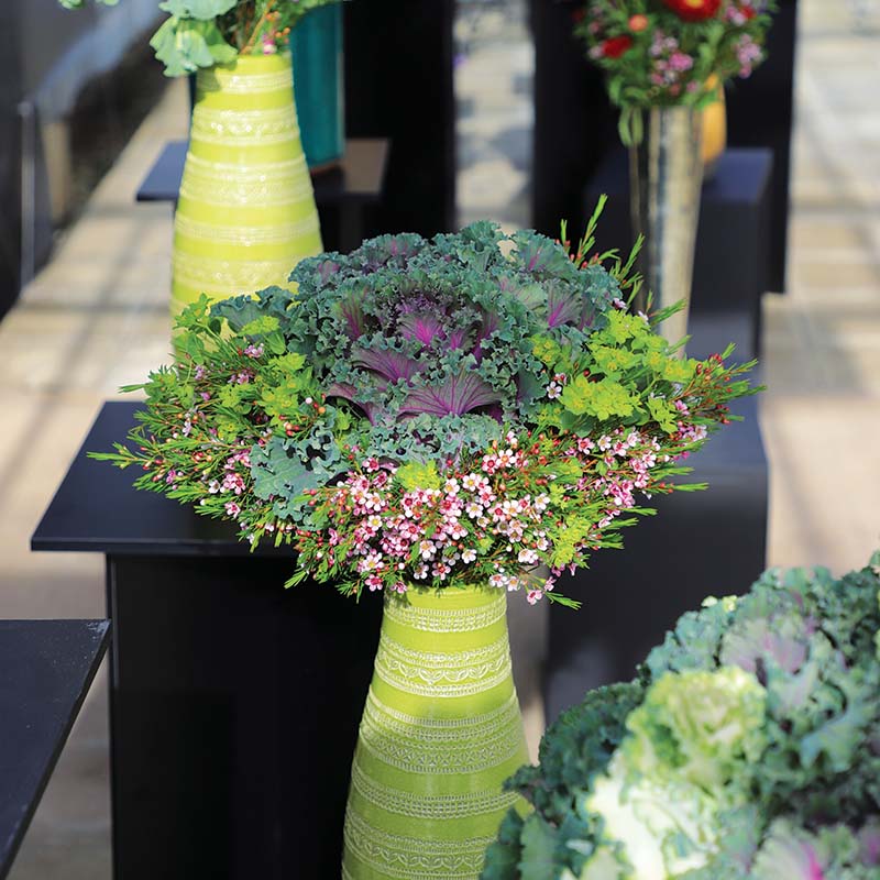 Ornamental Kale Crane Ruffle Red F1 Seed