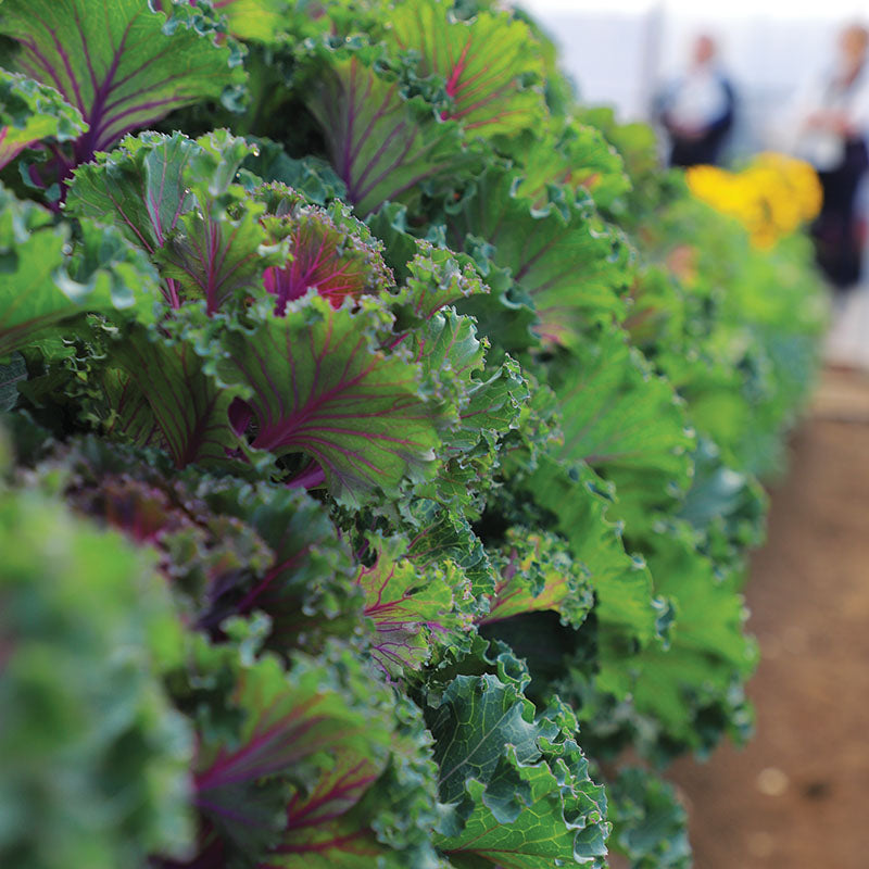 Ornamental Kale Crane Ruffle Red F1 Seed