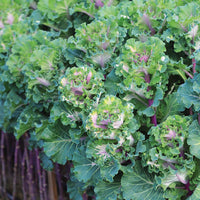 Ornamental Kale Crane Ruffle Rose F1 Seed