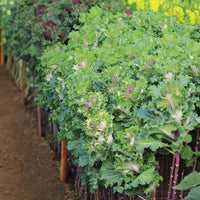 Ornamental Kale Crane Ruffle Rose F1 Seed