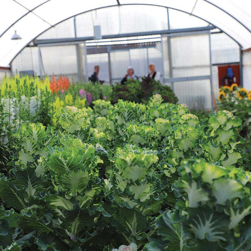 Ornamental Kale Crane Ruffle White F1 Seed