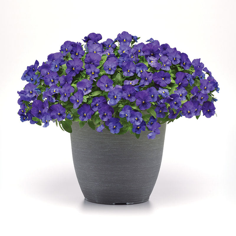 Pansy Cool Wave Blue F1 Seed