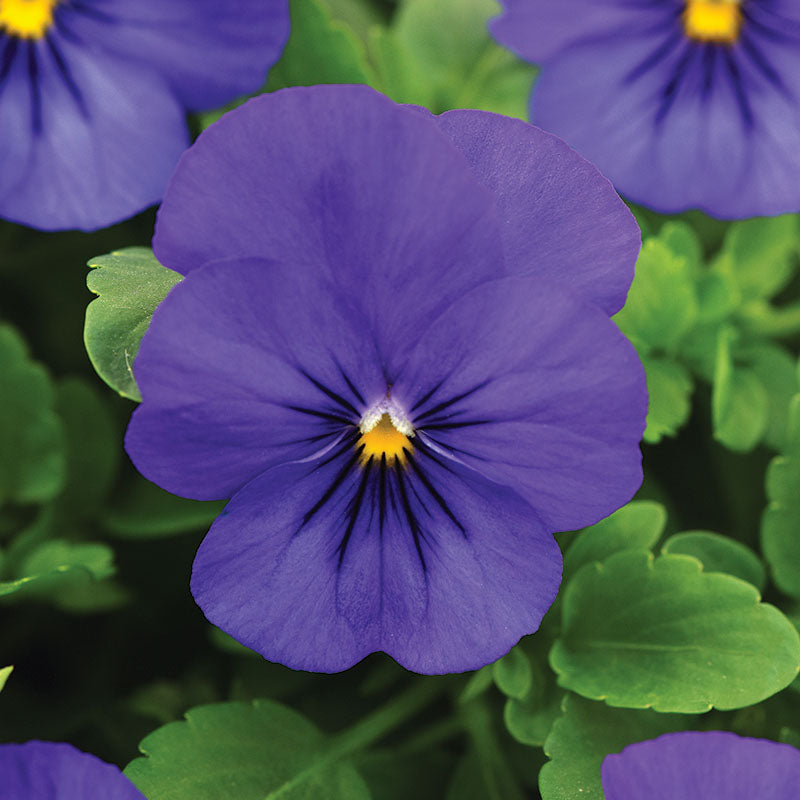 Pansy Cool Wave Blue F1 Seed