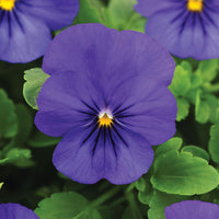 Pansy Cool Wave Blue F1 Seed