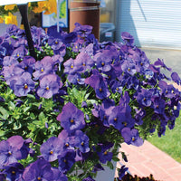 Pansy Cool Wave Blue F1 Seed