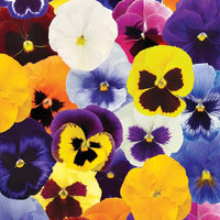 Pansy Inspire Plus Maxi Mix F1 Seed