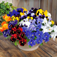 Pansy Inspire Plus Maxi Mix F1 Seed