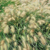 Pennisetum Fluffy  Seed