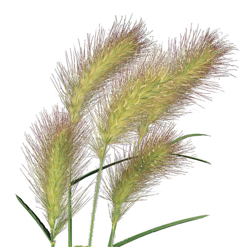 Pennisetum Fluffy  Seed