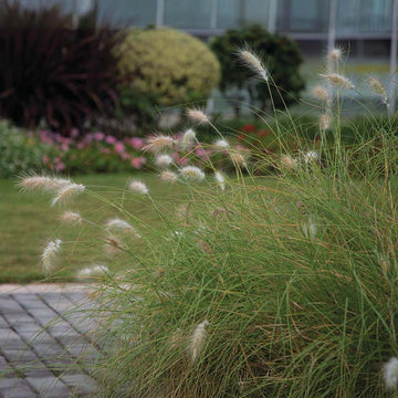 Pennisetum Fluffy  Seed