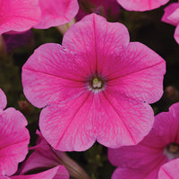 Petunia E3 Easy Wave Formula Mix F1 Seed