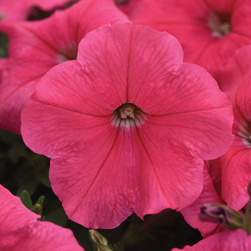 Petunia E3 Easy Wave Formula Mix F1 Seed