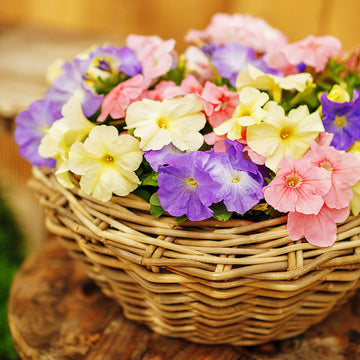 Petunia Limbo GP Pastel Mix F1 Seed