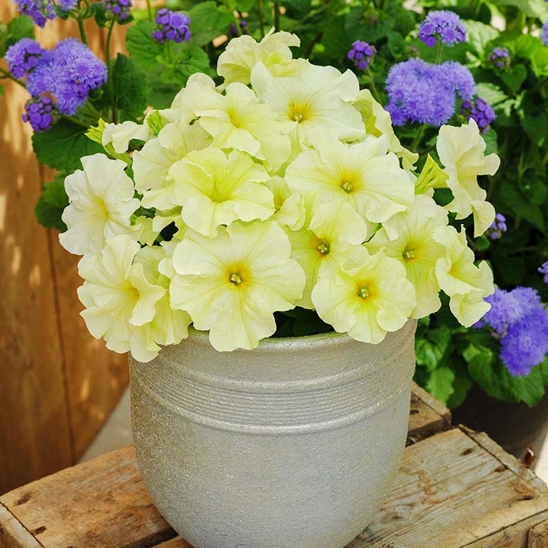 Petunia Limbo GP Yellow Lime F1 Seed