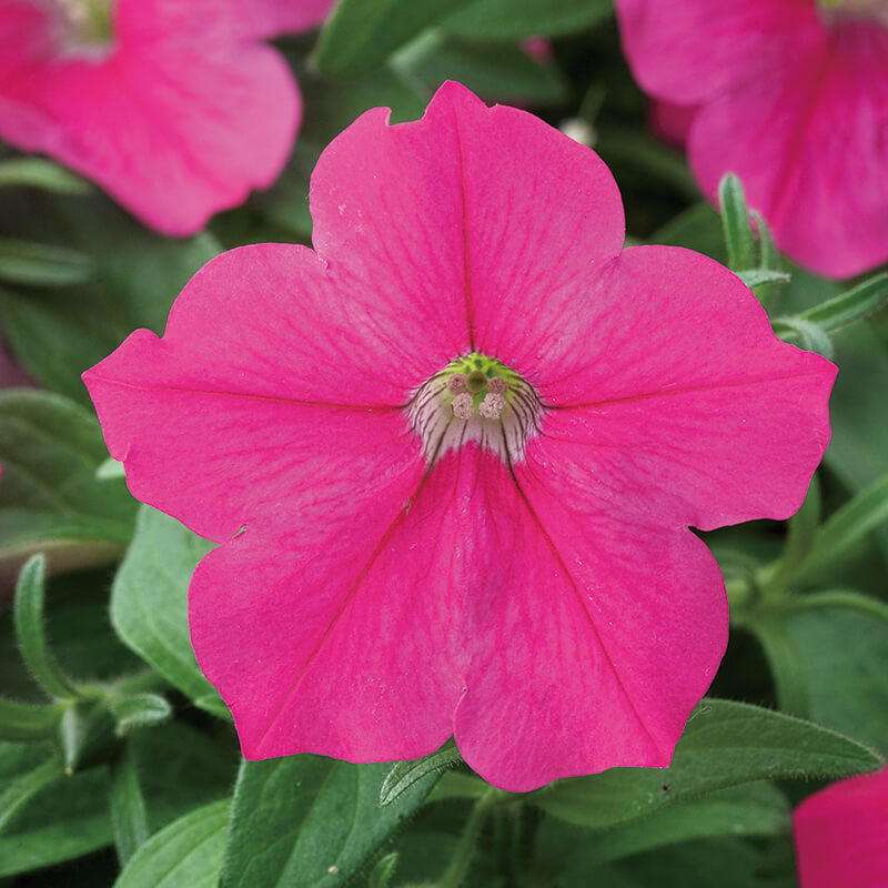 Petunia Opera Supreme Rose F1 Seed