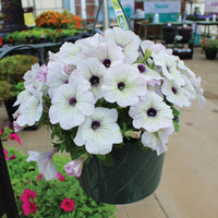 Petunia Trilogy Silver Blotch F1 Seed