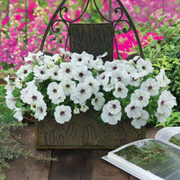 Petunia Trilogy Silver Blotch F1 Seed