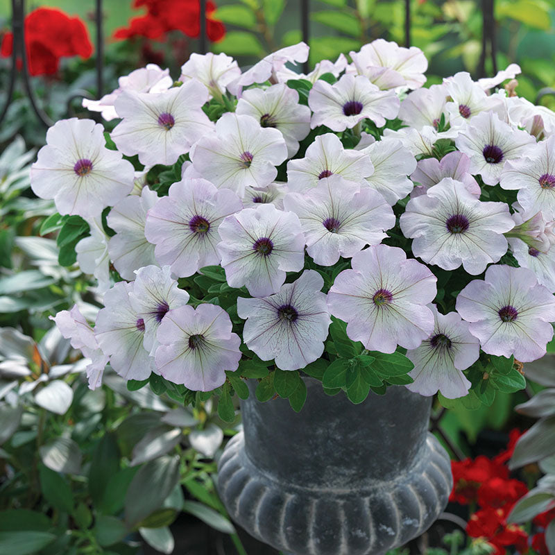 Petunia Trilogy Silver Blotch F1 Seed