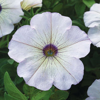 Petunia Trilogy Silver Blotch F1 Seed