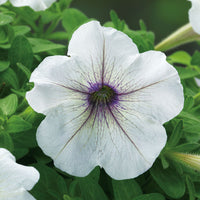 Petunia Trilogy Silver Blotch F1 Seed