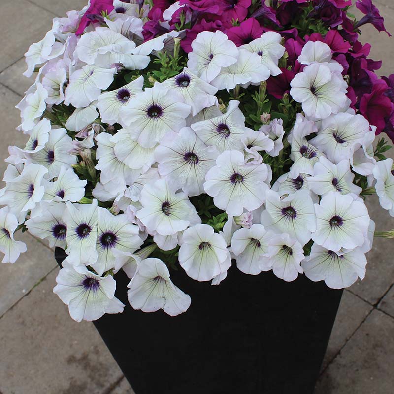 Petunia Trilogy Silver Blotch F1 Seed