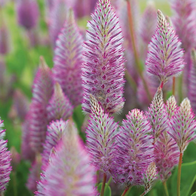 Ptilotus Matilda F1 Seed