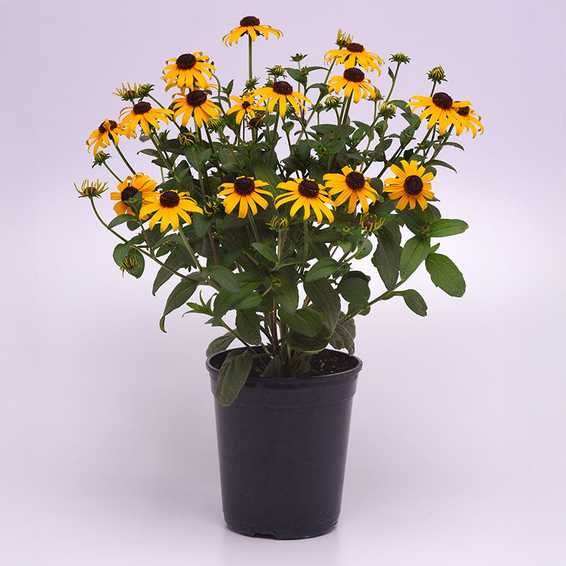 Rudbeckia Goldblitz  Seed