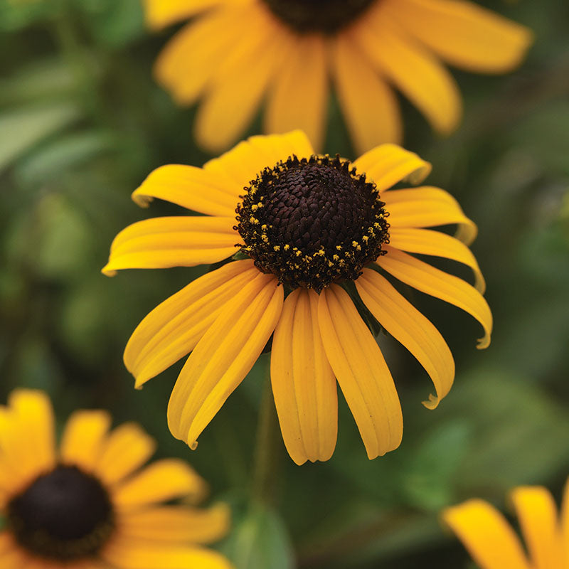 Rudbeckia Goldblitz  Seed