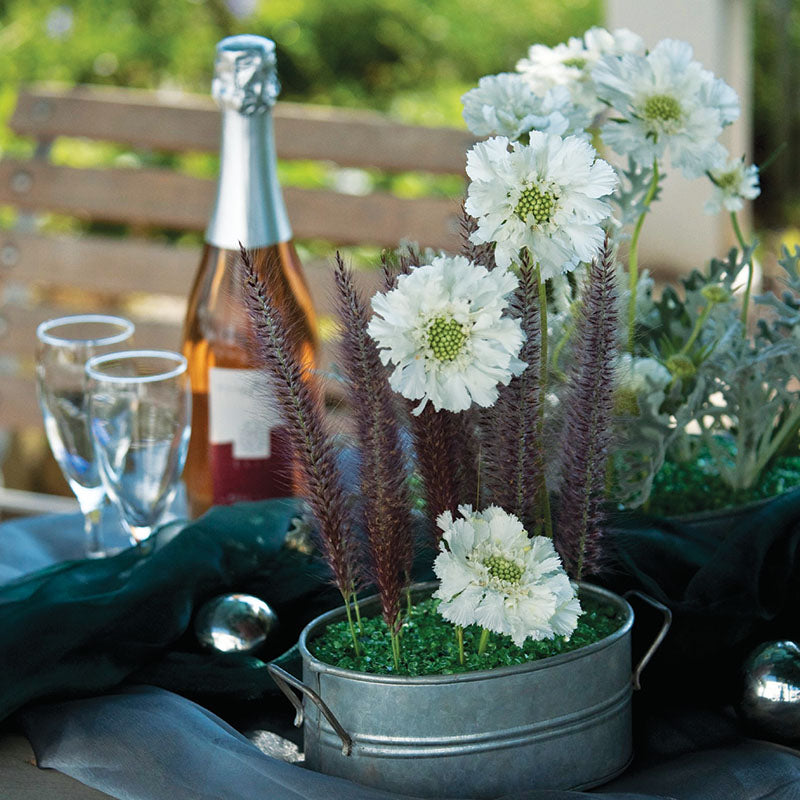 Scabiosa Fama White  Seed