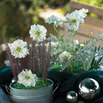 Scabiosa Fama White  Seed