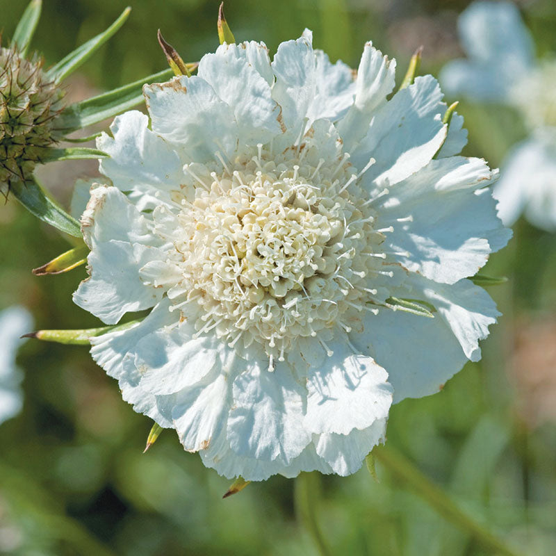 Scabiosa Fama White  Seed