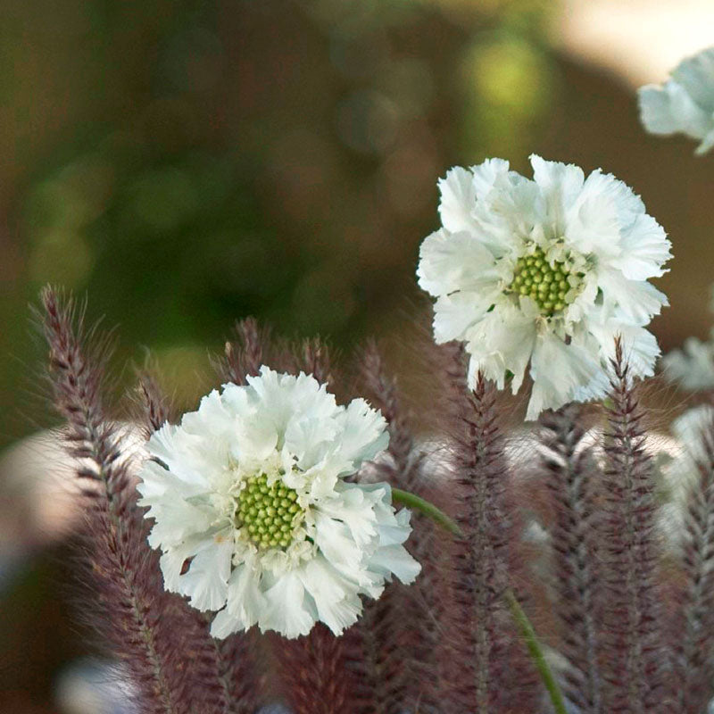 Scabiosa Fama White  Seed