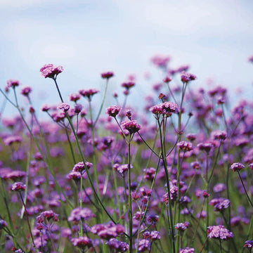 Verbena Vanity  Seed