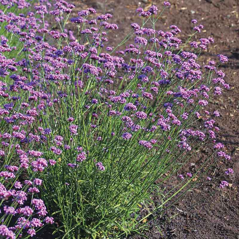 Verbena Vanity  Seed