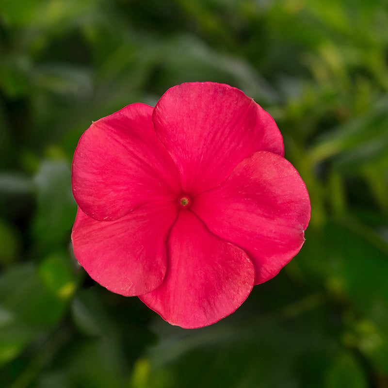 Vinca Cora Cascade XDR Punch F1 Seed